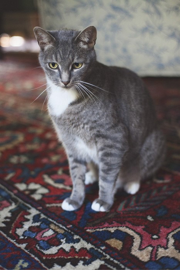 Ann Whitford Paul's Cat